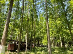 -黄海国家森林公园