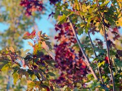 -蒲河岛湿地公园