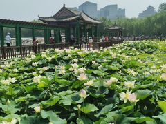 -莲花池公园
