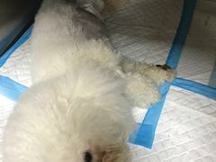 -康成宠物医院24H·CT·核磁共振