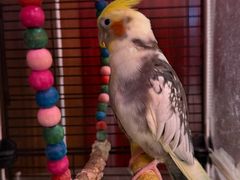 -大厨小宴•烤鸭•新京菜(丽泽天地店)