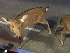 -清迈夜间动物园