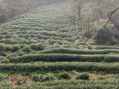 -阿巧茶庄