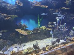 -华夏文旅海洋公园