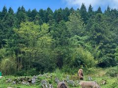 -武陵山森林公园