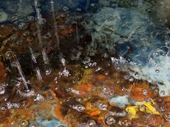 -范饭椰林川湘味海鲜·椰子鸡(三亚湾椰梦长廊店)