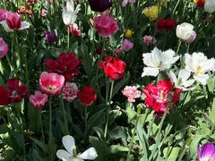 -大宁郁金香公园-停车场