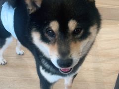 -南京Hallo宠物乐园·哈罗犬舍·柴犬繁育基地