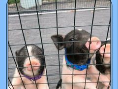 -前小桔亲子创意农场·草莓采摘·露营烧烤