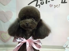 -读宠于你·约克夏比熊·睫角守宫·爬宠售卖(高新店)