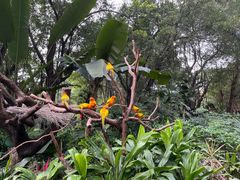 -广州长隆飞鸟乐园