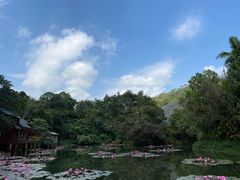 -野象谷景区