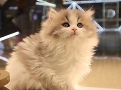 -babydoll猫舍·米努特·德文·缅因(久光中心店)