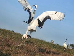 -盐城丹顶鹤湿地生态旅游区