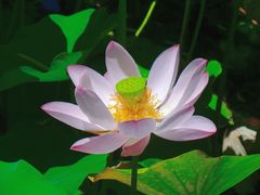 -莲花池公园
