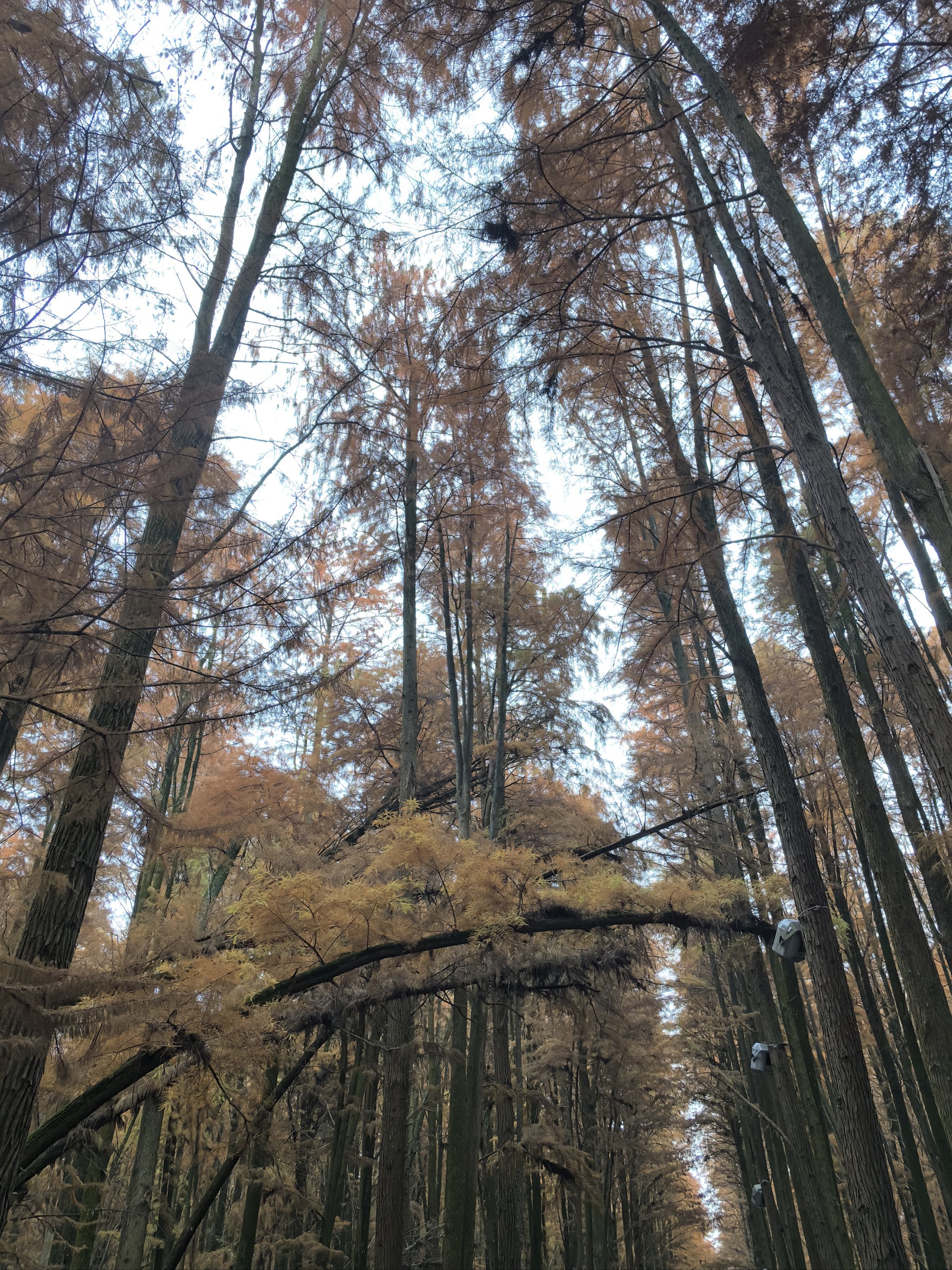 杭州青山湖水杉林图片