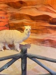 -酷嗒动物文化乐园(cutezoo西溪乐天城店)