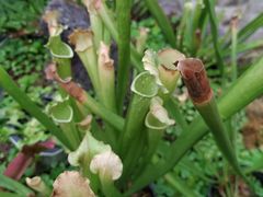 -南通洲际绿博园