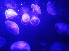 -悉尼海洋生物水族馆