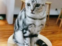-猫爪屋猫咖(乐汇城店)