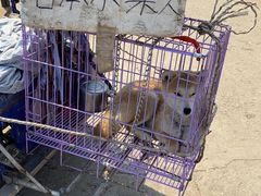 -中环花鸟鱼虫市场