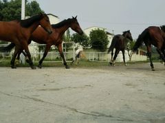 -重庆和泰马术俱乐部