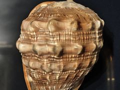 -青岛贝壳博物馆