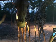 -清迈夜间动物园