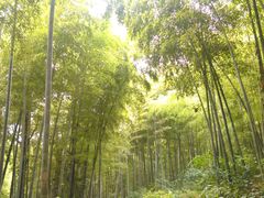 -上海佘山国家森林公园西佘山园