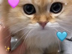 -欣宠猫屋·矮脚拿破仑·蓝金金渐层