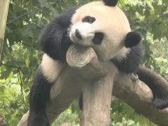 -都江堰中华大熊猫苑