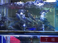 -石锅苗苗鱼(武汉首店)
