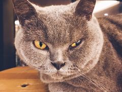 -more than meow吴止猫主题餐厅(承德 中船汇店)