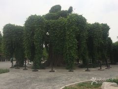 -石家庄市植物园
