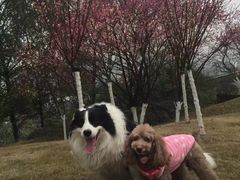 -铁山坪森林公园