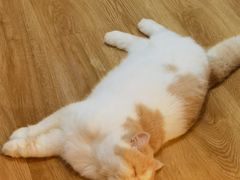 -滚猫咖啡·猫咖·猫友好撸猫(未来城店)