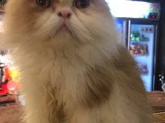 -more than meow吴止猫主题餐厅(承德 中船汇店)