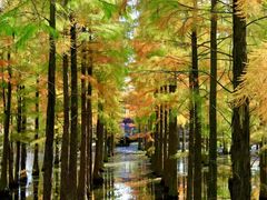 -池杉湖湿地公园