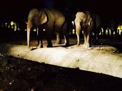 -清迈夜间动物园