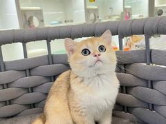 -lincat·猫舍(广州店)