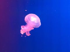 -福州罗源湾海洋世界旅游区