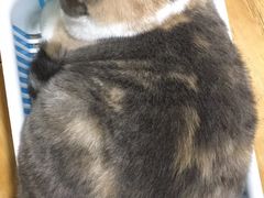 -藦茜花园宠物主题亲子互动体验馆(国顺东路店)