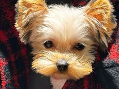 -帕帕拉兹宠物(亚洲旗舰店)