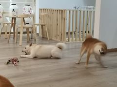 -柴迷FANS CLUB·柴犬狗咖·猫咖