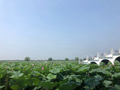 -洪湖生态旅游区