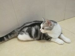 -瑞鹏宠物医院·骨科·猫科·内科(第一中心)