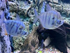 -上海海洋水族馆