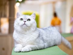 荔枝-猫和宫(六道口店)