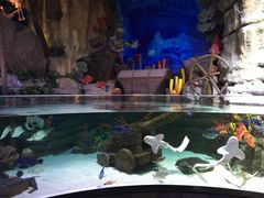 -迪拜水族馆及水下动物园