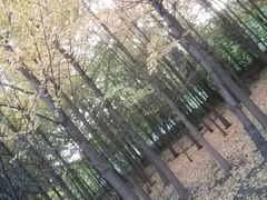 -钓鱼台国宾馆